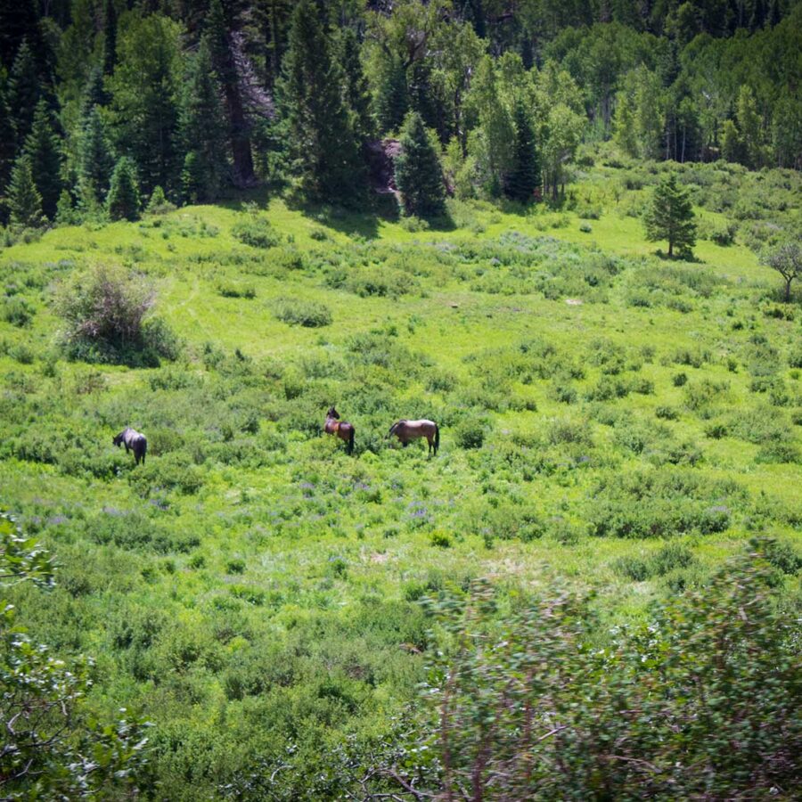 Horses grazing in a green field